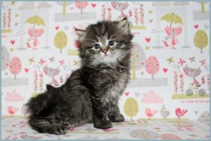 Female Siberian Kitten from Deedlebug Siberians